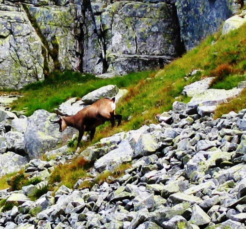 Penzion Alfa Tatry Stará Lesná Buitenkant foto